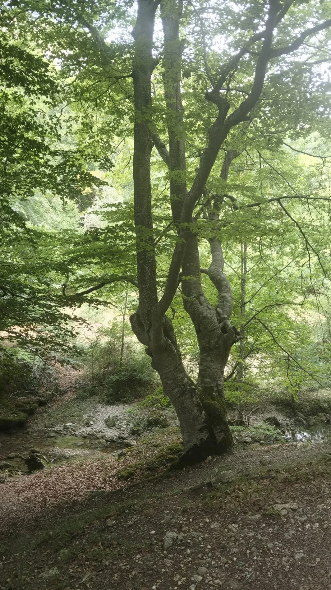 Beech forest on Mount Albertia