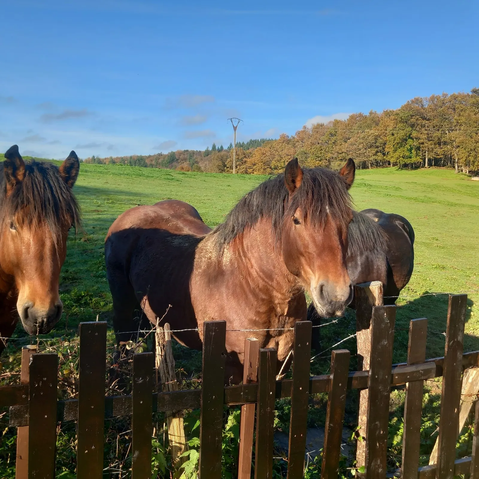 Caballos en la pradera junto a Solapetxea